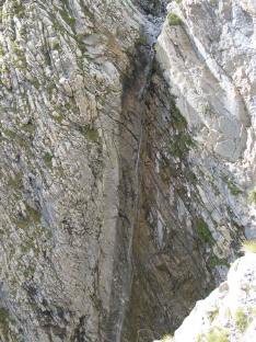 Male Vesse  (Canyon)