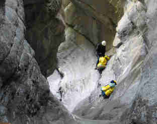 Male Vesse  (Canyon)