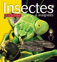 Insectes & araignées