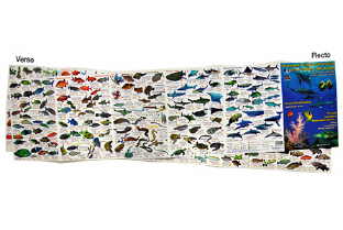 Découverte de la vie sous-marine Océan Indien - Mer Rouge (dépliant cartonné)