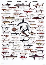 Poster: Requins