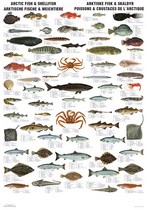 Poster: Poissons de l'Arctique et mollusques