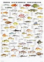Poster: Poissons des mers du Sud