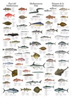 Poster: Poissons de Méditerranée
