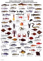 Poster: Atlantique- Poissons et crustacés