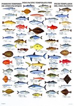 Poster: Indo-Pacifique - Poissons et crustacés