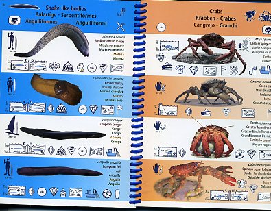Picto Life Mer Mediterranée - Guide d'identification multilingue des espèces sous-marines 