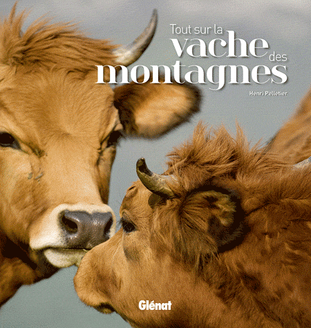 Tout sur la vache des montagnes 