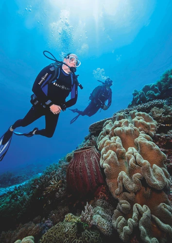 Corail - Un trésor à préserver